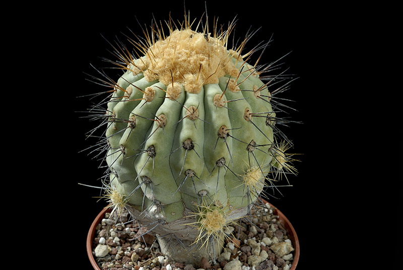 Copiapoa gigantea D. 10 € 82.00.jpg